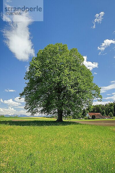 Solitärbaum  Winterlinde (Tilia cordata)  Lime tree  im Frühling  Schweiz  Europa
