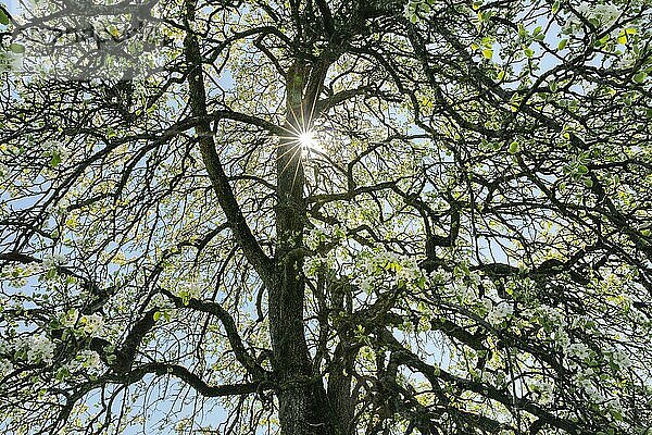 Abstrakter Aussschnitt von blühendem Birnbaum im Gegenlicht mit Sonne die durch Äste scheint  im Frühling  Zürcher Oberland  Schweiz  Europa