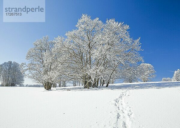 Schneeschuhspuren in tief verschneiter Landschaft mit Buchen unter blauem Himmel im Neuenburger Jura  Schweiz  Europa