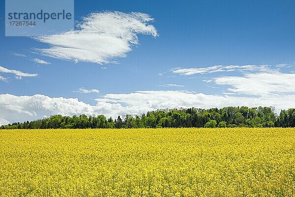 Blühendes Rapsfeld unter blauem Himmel  Schweiz  Europa