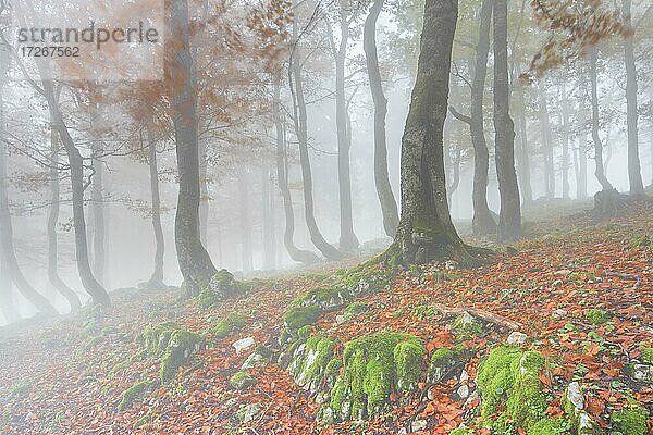 Herbstlicher Buchenwald im Nebel  Schweiz  Europa