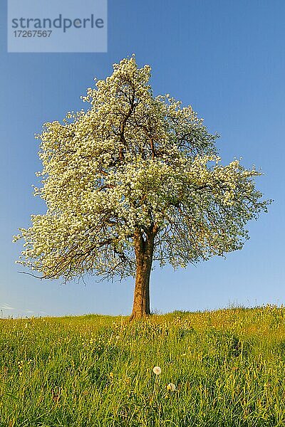 Solitärbaum  bühender Birnbaum im Frühling im Abendlicht  Zürcher Oberland  Schweiz  Europa
