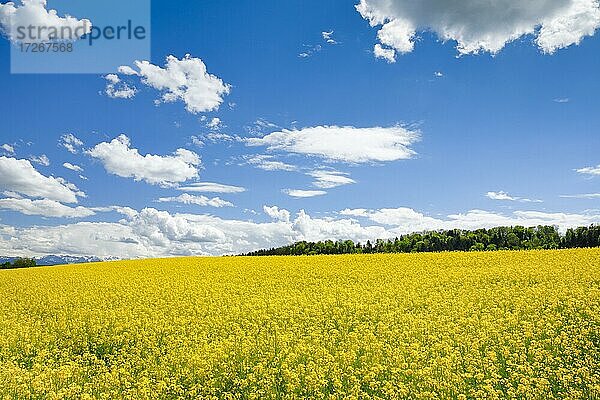 Blühendes Rapsfeld unter blauem Himmel  Schweiz  Europa