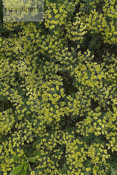Zypressen Wolfsmilch (Euphorbia cyparissias)  Bayern  Deutschland  Europa