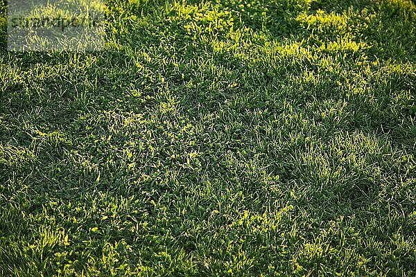 Schöne grüne Gras Hintergrund Textur in der Nachmittagssonne