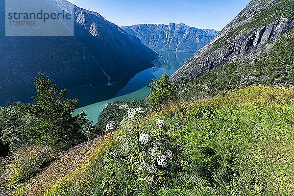 Blick über den Eidfjord vom Bergbauernhof Kjeasen  Norwegen  Europa