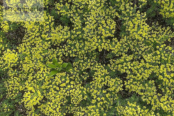 Zypressen Wolfsmilch (Euphorbia cyparissias)  Bayern  Deutschland  Europa