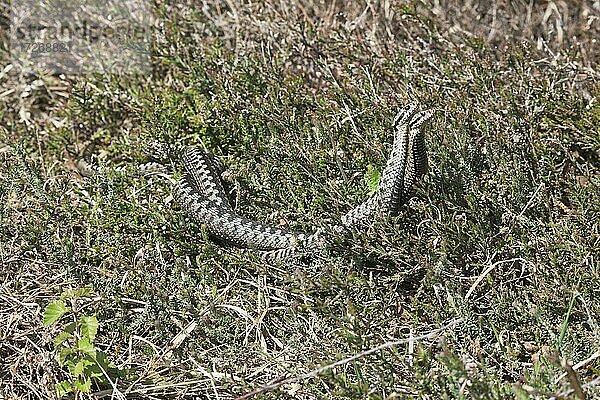 Kreuzottern (Vipera berus)  Kommentkampf  Emsland  Niedersachsen  Deutschland  Europa