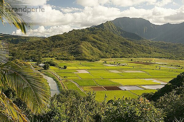 Hanalei-Tal und Taro-Felder auf Kauai  Hawaii