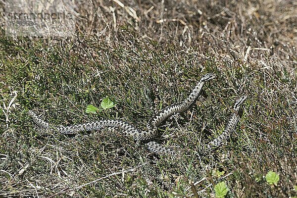 Kreuzottern (Vipera berus)  Kommentkampf  Emsland  Niedersachsen  Deutschland  Europa