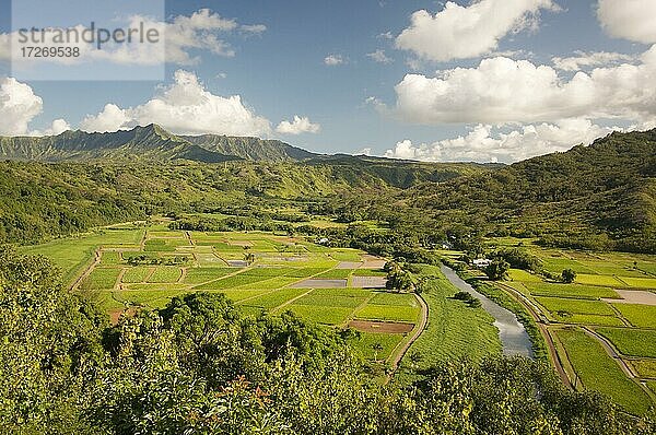 Hanalei-Tal und Taro-Felder auf Kauai  Hawaii