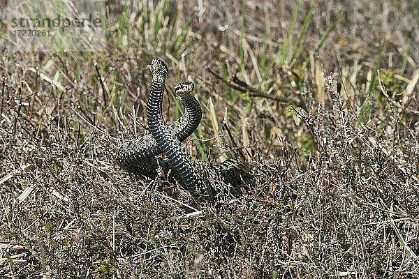 Kreuzottern (Vipera berus)  Kommentkampf  Emsland  Niedersachsen  Deutschland  Europa