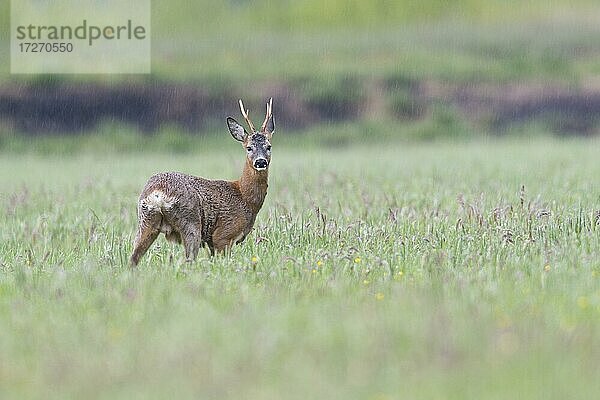 Rehbock (Capreolus capreolus)  Emsland  Niedersachsen  Deutschland  Europa