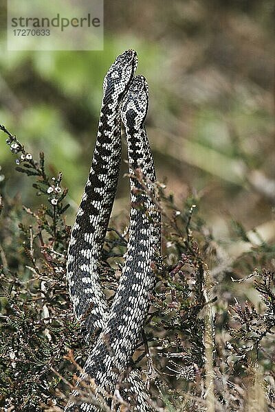 Kreuzottern (Vipera berus)  Kommentkampf  Emsland  Niedersachsen  Deutschland  Europa