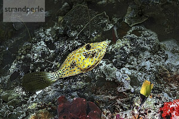 Feilenfisch (Eubalichthys mosaicus)  Wakatobi Dive Resort  Sulawesi  Indonesien  Asien