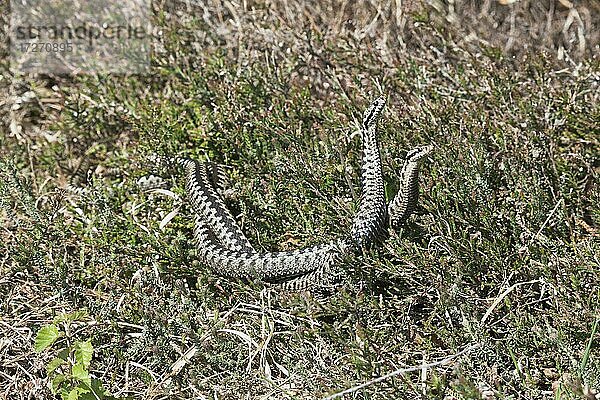 Kreuzottern (Vipera berus)  Kommentkampf  Emsland  Niedersachsen  Deutschland  Europa