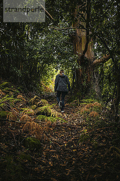 Rückansicht einer Frau  die während der Regenzeit im Wald spazieren geht