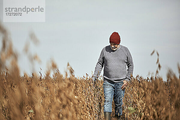 Landwirt mit Strickmütze prüft die Ernte  während er auf einem Feld gegen den klaren Himmel läuft