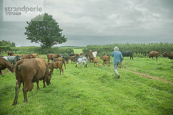 Mann mit Milchvieh auf einem landwirtschaftlichen Feld