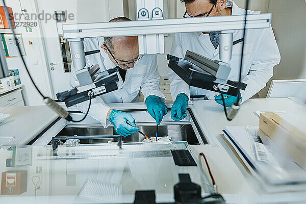 Wissenschaftler und Mitarbeiter bei der Vorbereitung menschlicher Hirnschnitte  während sie am Gefrierschrank im Labor stehen