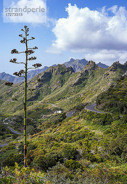 Kurvenreiche Straße im bewaldeten Macizo de Anaga-Gebirge