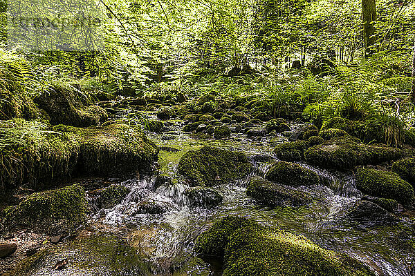 Der Fluss Alb fließt zwischen moosbewachsenen Felsen im Schwarzwald  Deutschland