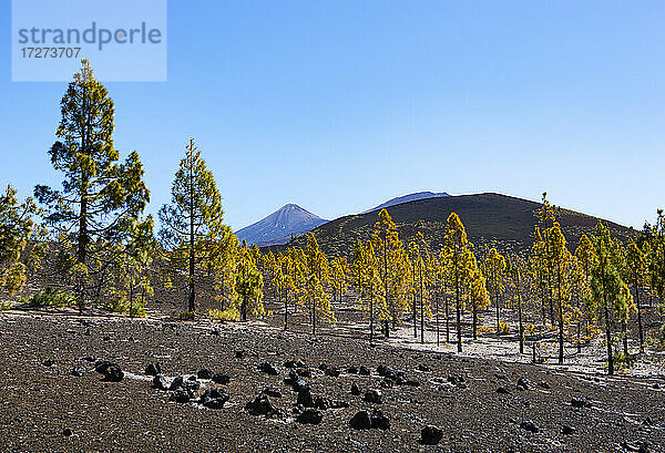 Herbstlicher Hain auf der Insel Teneriffa