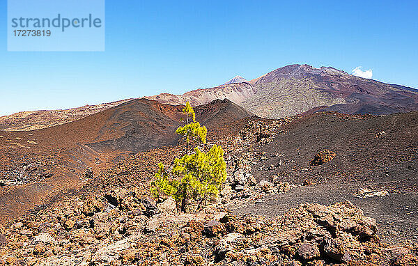 Einzelner Baum in braunem Vulkangestein auf der Insel Teneriffa