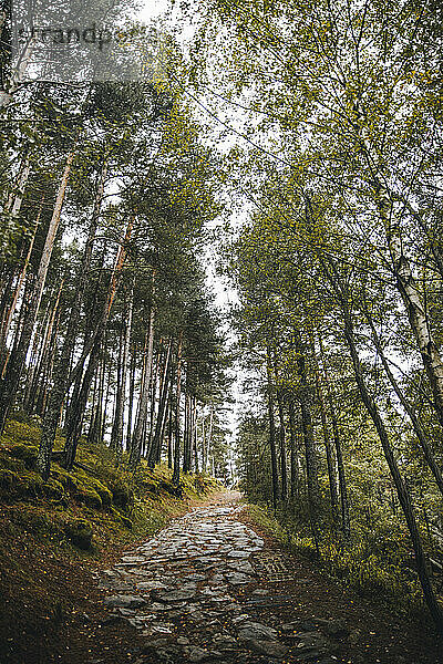 Gepflasterter Fußweg im Herbstwald