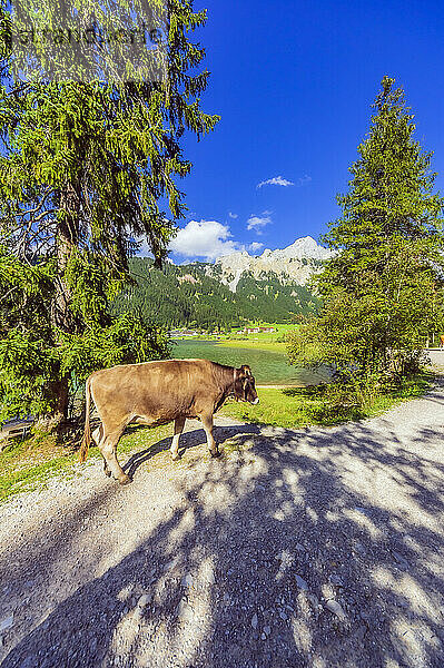 Kuh am Rande eines Feldwegs in den Tannheimer Bergen im Sommer