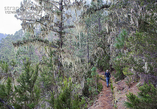 Wanderer auf einem Bergpfad im Wald am Barranco Madre del Agua  Teneriffa  Spanien