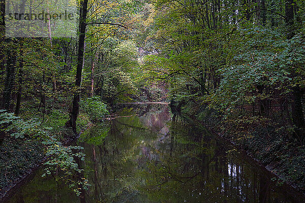 Die Wesenitz fließt durch einen üppigen Herbstwald im Liebethaler Grund