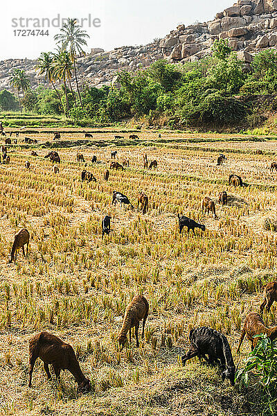 Schafherde auf einem Feld in Hampi  Karnataka  Indien