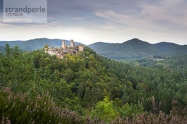 Deutschland  Rheinland-Pfalz  Burgruine Altdahn  umgeben von grünem Wald