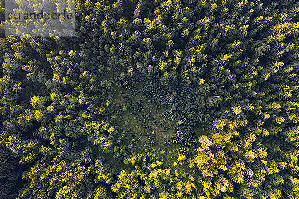 Luftaufnahme von Bäumen auf dem Mondseeland im Herbst  Salzkammergut  Österreich