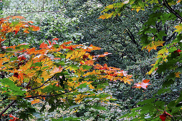 Ahornbäume  die sich im Herbst verfärben