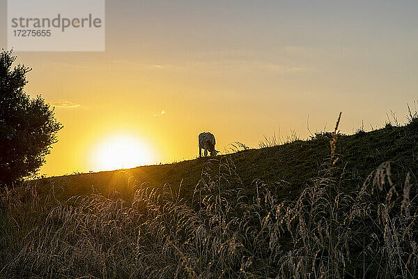 Sonnenuntergang über einer einsamen grasenden Kuh