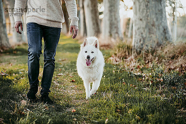 Hund beim Spaziergang mit Mann im Wald