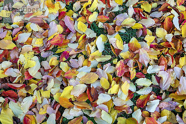 Herbstfarbene Blätter auf dem Boden