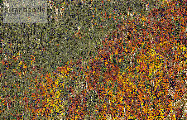 Luftaufnahme von grünen und orangefarbenen Bäumen im Herbst  Altaussee  Salzkammergut  Steiermark  Österreich