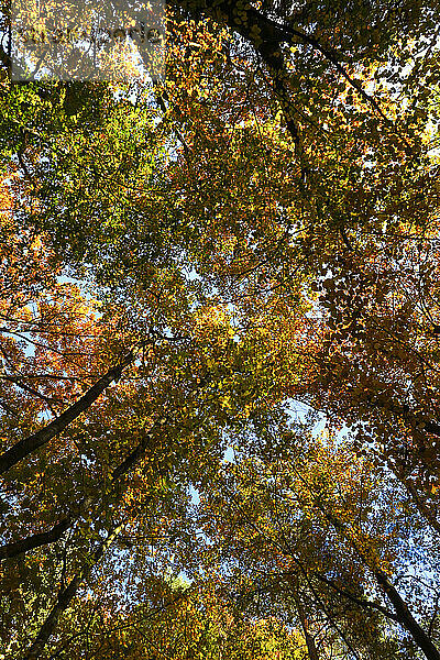 Blätterdach des Herbstwaldes