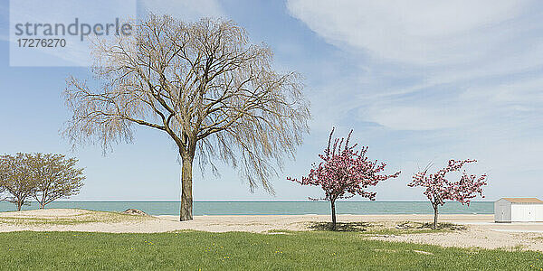 Bäume am Strand an einem sonnigen Tag Chicago  USA