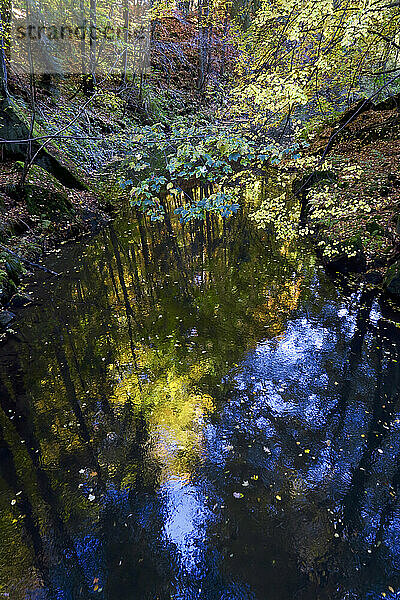Teich im Herbstwald