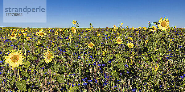 Großes Sonnenblumenfeld im Sommer