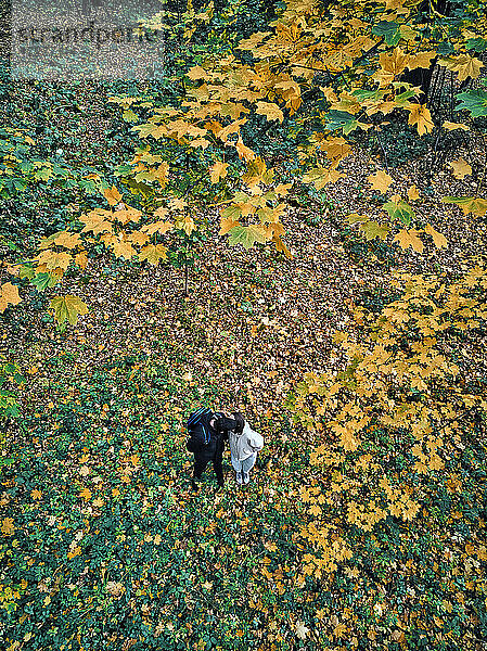 Luftaufnahme eines erwachsenen Paares  das sich im Herbst im Park küsst