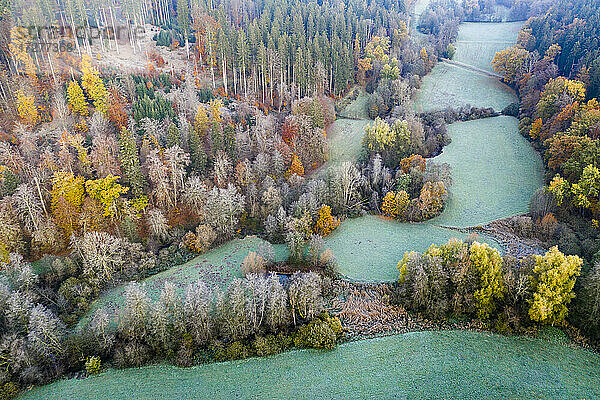 Drohnenansicht von türkisfarbenen Grasflecken im Herbstwald in der Morgendämmerung