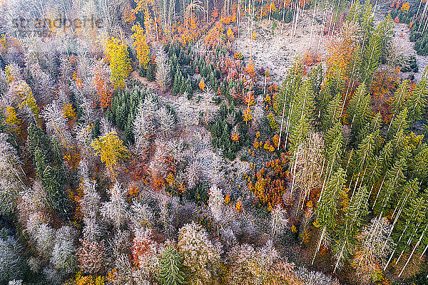 Drohnenansicht eines Herbstwaldes in der Morgendämmerung