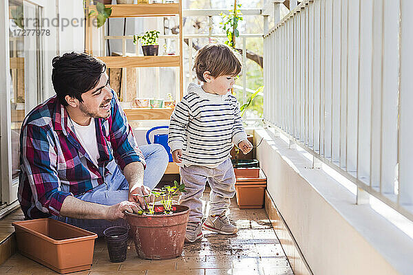Lächelnder Vater  der den Jungen anschaut  während er eine Pflanze im Topf auf dem Balkon pflanzt