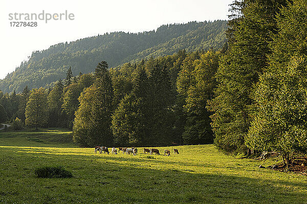 Eine Kuhherde weidet im Sommer auf einer Alpweide