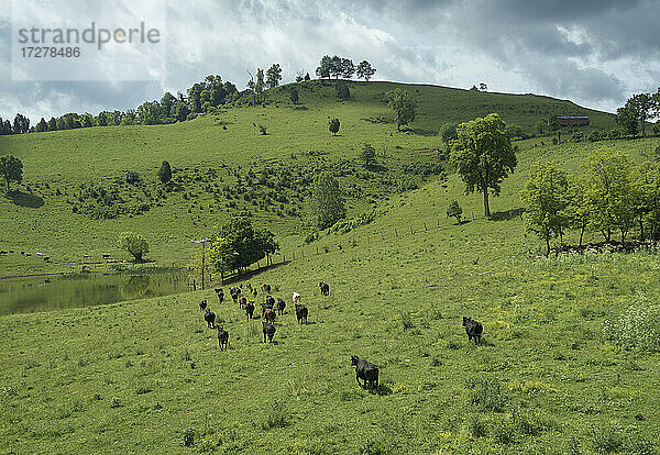Drohnenansicht von grasenden Rindern auf einer grünen Weide über dem Clinch River